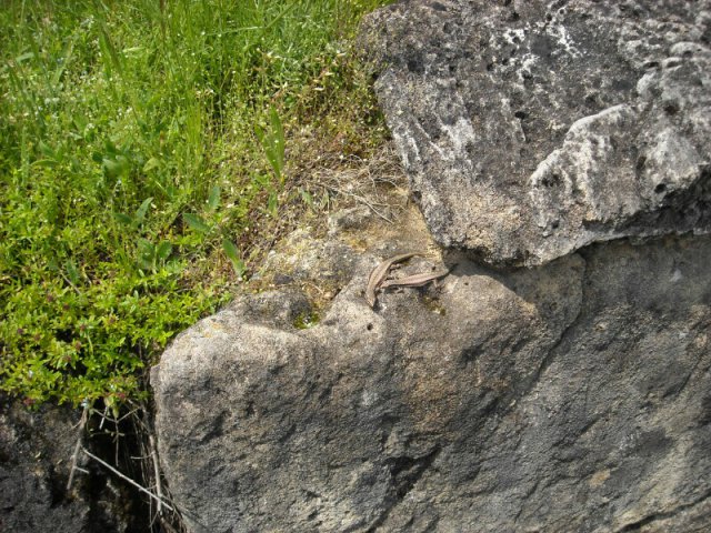 DSCN2656