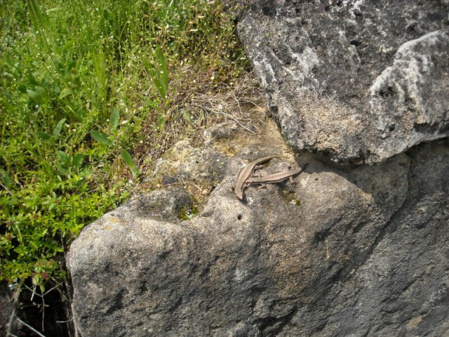 DSCN2657